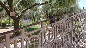 2015 06 22 ISRAEL JERUSALEM  SYDNEY SERRA REICH (8)